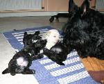 Originalbild �ffnen