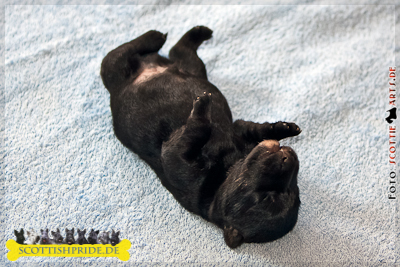 Scottish Terrier Welpe 1
