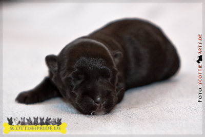 Scottish Terrier Welpe 1: Rüde