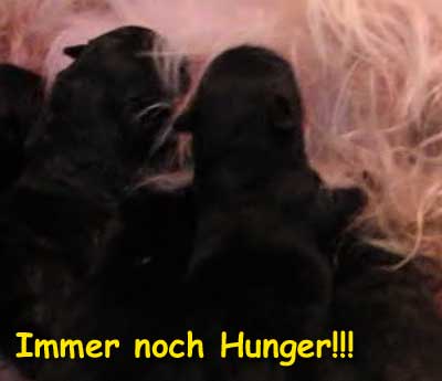 Immer noch Hunger!!!