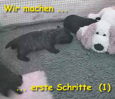 Wir machen erste Schritte....