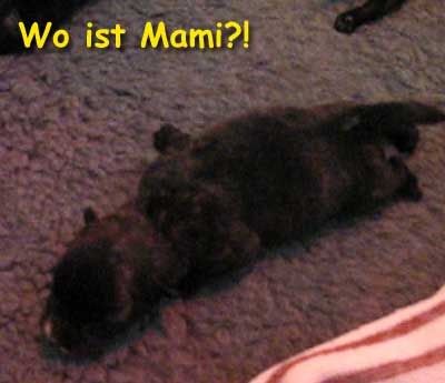 Wo ist Mami?!