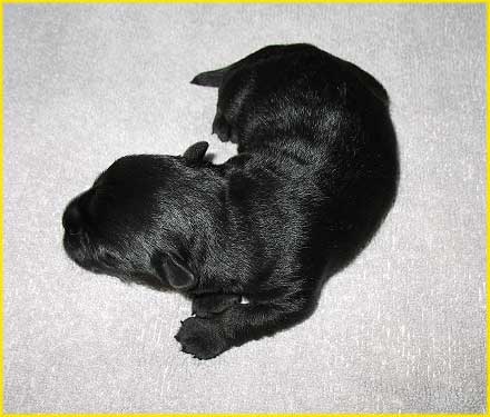 Scottish Terrier Welpe 3: Rüde, 250g
