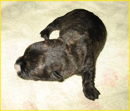 Scottish Terrier Welpe 7: Hündin, 210g